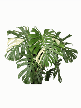 Monstera Thai Constellation XXL